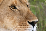 Predator