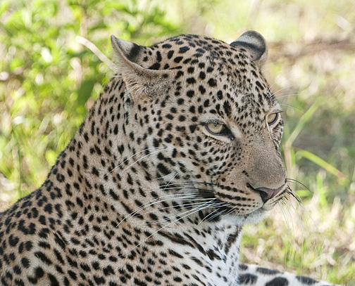 Leopard7
