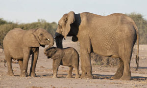 Elephant Friends