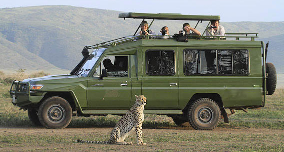 Clients Watching Cheetah-8784