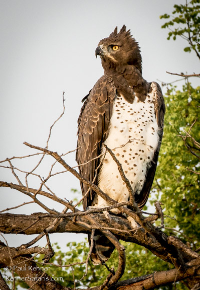 African Safari Photos from South Africa | Renner Safaris