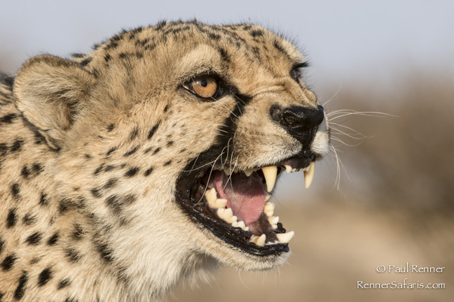 African Safari Photos from Namibia | Renner Safaris