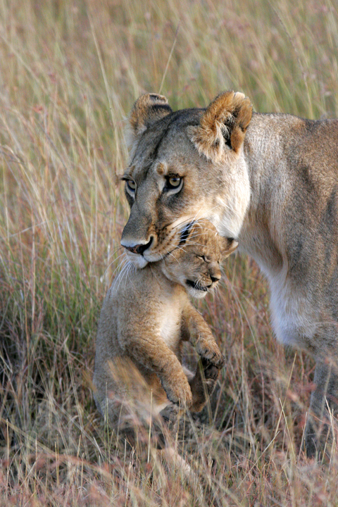 Lioness & Cub | Renner Safaris