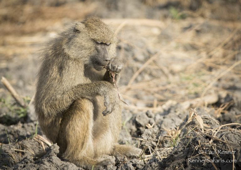 2016 Photos From Our November Great Migration Photo Safari - Renner 