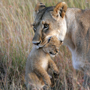 Precious Cargo - Lioness and Cub - Metal Art Print