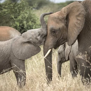 Affectionate Elephants - Elephant and Calf - Metal Art Print