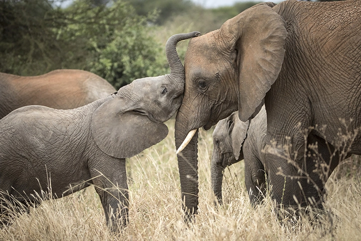 Affectionate Elephants - Elephant and Calf - Metal Art Print