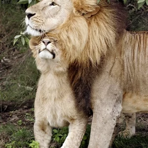 Affectionate Lions- Loving Lion Pair - Metal Art Print
