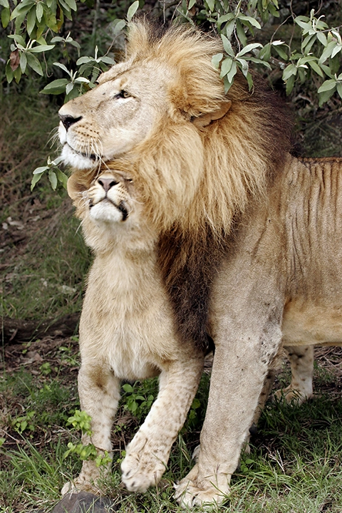 Affectionate Lions- Loving Lion Pair - Metal Art Print