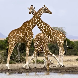 At the Watering Hole- Giraffe - Metal Art Print