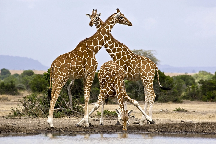 At the Watering Hole- Giraffe - Metal Art Print