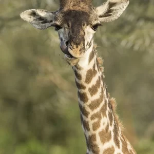 Baby Giraffe- Metal Art Print