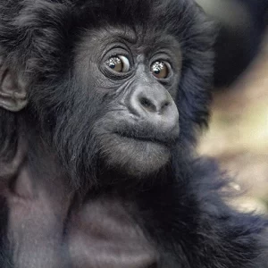 Baby Mountain Gorilla #2 - Metal Art Print