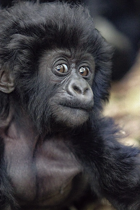 Baby Mountain Gorilla #2 - Metal Art Print