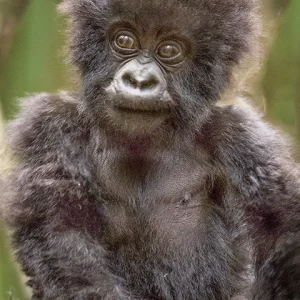 Cute Baby Mountain Gorilla- Metal Art Print