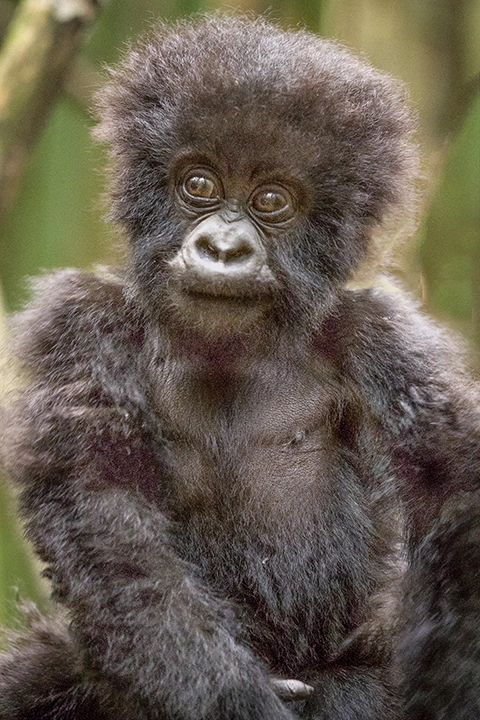 Cute Baby Mountain Gorilla- Metal Art Print