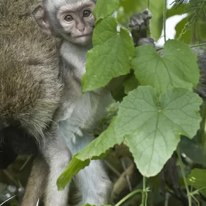 Baby Vervet Monkey – Metal Art Print