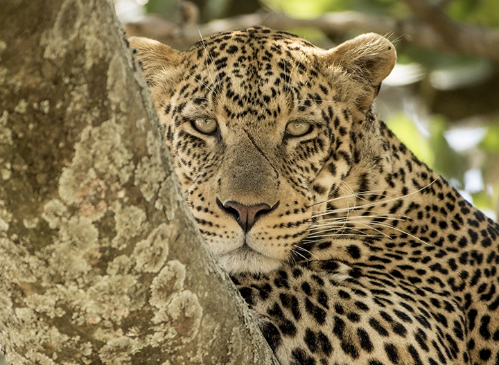 Battle Scarred Leopard – Metal Art Print