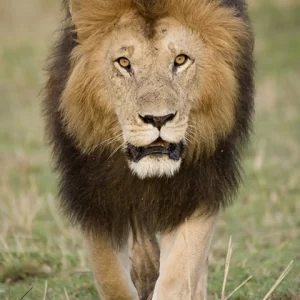 Black Maned Lion – Metal Art Print