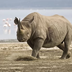 Black Rhino – Metal Art Print