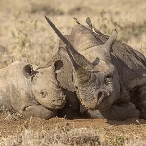 Black Rhino and Calf– Metal Art Print