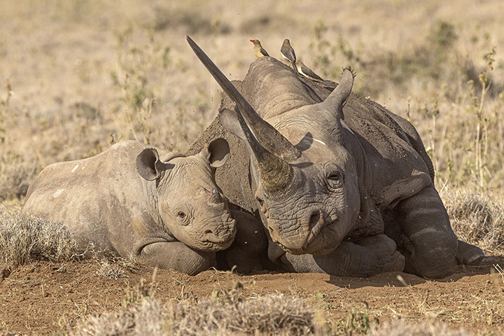 Black Rhino and Calf– Metal Art Print