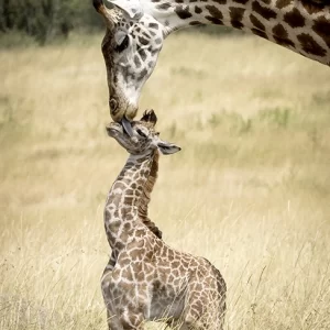 Bonding – Giraffe and Calf Metal Print