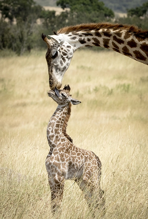 Bonding – Giraffe and Calf Metal Print