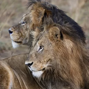 Brothers– Lion Pair Metal Print