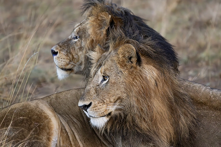 Brothers– Lion Pair Metal Print