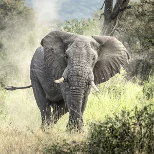 Bull In The Serengeti - African Elephant Metal Print