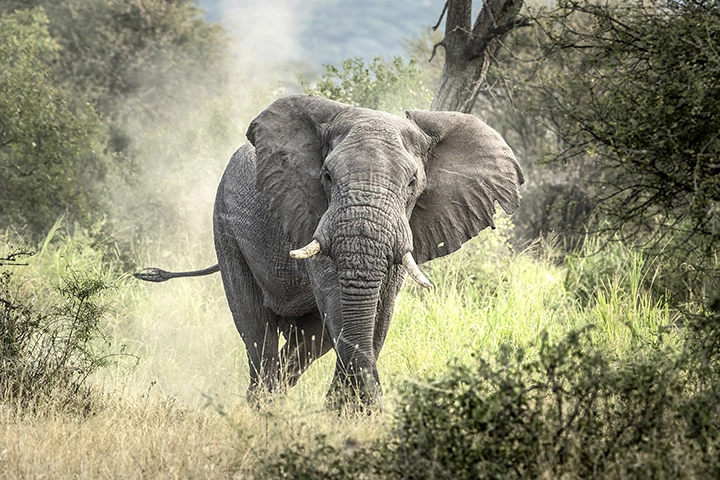 Bull In The Serengeti - African Elephant Metal Print