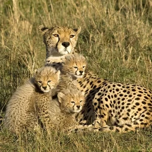 Cheetah Family - Metal Print