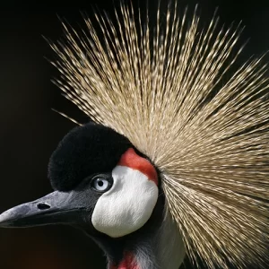 Crowned Crane - Metal Art Print