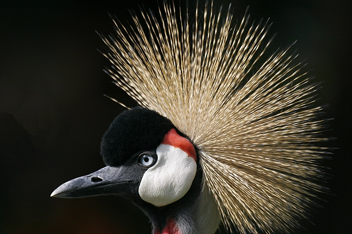 Crowned Crane - Metal Art Print