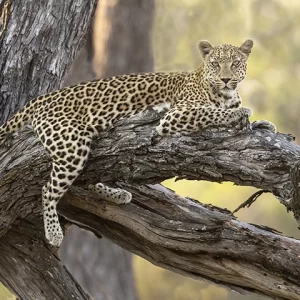 Elegance- Leopard Metal Art Print