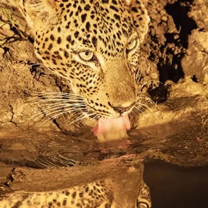 Elegance Reflected- Leopard Metal Art Print