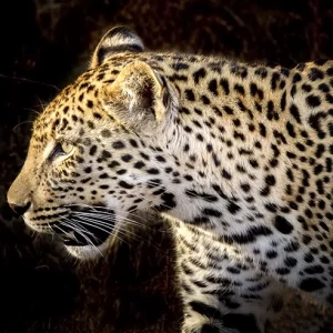 Emerging from the Shadows- Leopard Metal Art Print