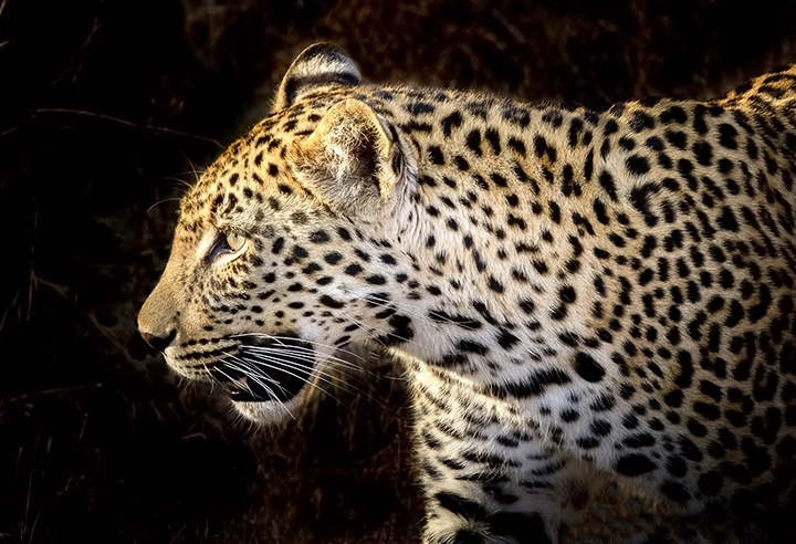 Emerging from the Shadows- Leopard Metal Art Print