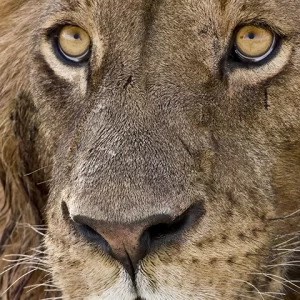 Fearless Leader- Lion Metal Art Print