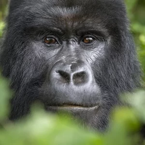 Friend in the Forest- Gorilla Metal Art Print