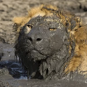 Got Soap - Lion Metal Art Print