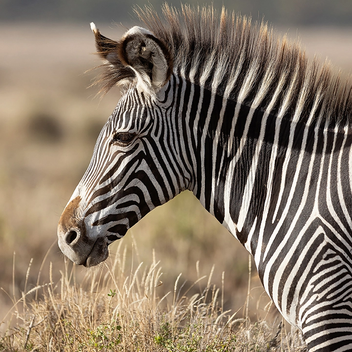 Grevey's Zebra - 12x12 Metal Art Print