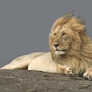 His Majesty - Lion Metal Art Print