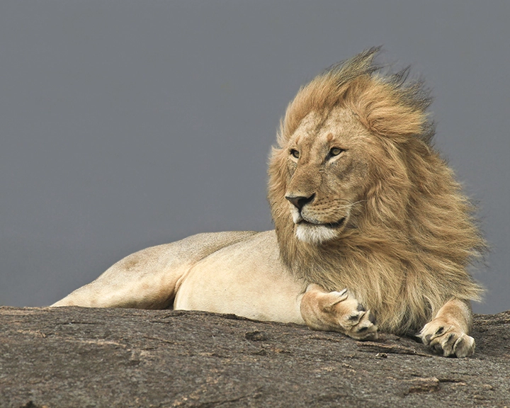 His Majesty - Lion Metal Art Print
