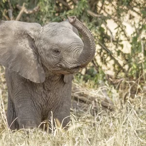 Jambo! - Baby Elephant Metal Art Print