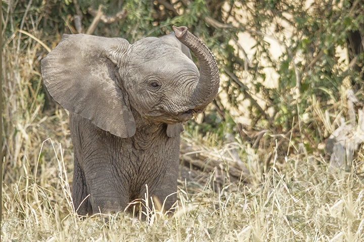 Jambo! - Baby Elephant Metal Art Print