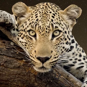 Just Looking - Leopard Metal Art Print