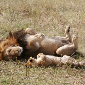 King In Training - Lion and Cub Metal Art Print