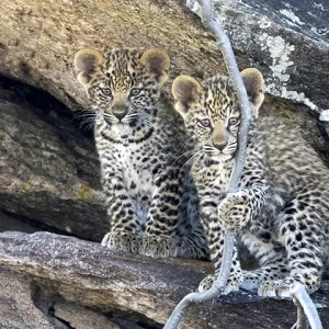 Leopard Cubs - Leopard Metal Art Print